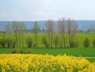 Rapsfeld im Vorharzgebiet : Blühendes Rapsfeld im Vorharzgebiet bei Quedlinburg, aufgenommen am 27. April 2012
