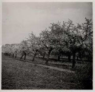 Aitrach, Obstbau, "Teuringer"-Baumreihe