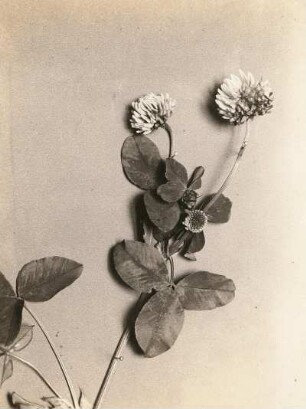 Wiesen-Klee (Rot-Klee, Trifolium pratense L.), Köpfchen und Blätter