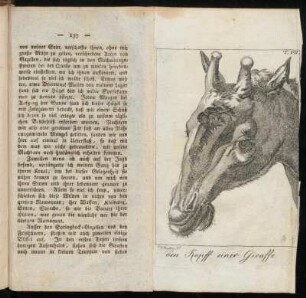 T. VII. den Kopff einer Giraffe