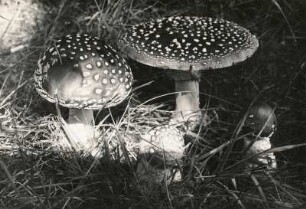 Pilze. Fliegenpilz (Amanita muscaria)