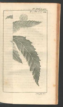 Tafel: Le Chataigner. Kastanje-Boom.