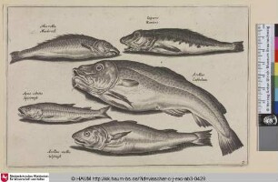 Macrella, Mackreel; Liparis,Rontvis; Asellis, Cabbelian; Apua cobitis, Spieringh; Asellus mollis, Wijtingh