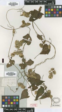 Dioscorea polygonoides Humb. & Bonpl.
