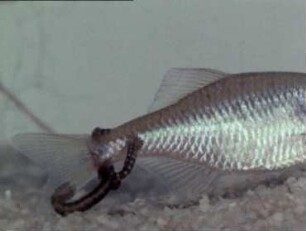 Piscicola geometra (Hirudinea) - Befall von Wirtstieren