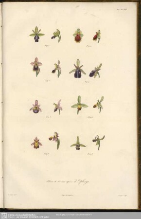Fleurs de diverses espéces d´Ophrys