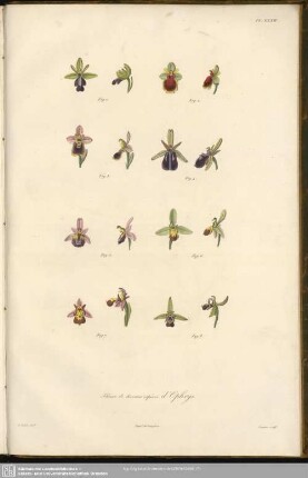 Fleurs de diverses espéces d´Ophrys