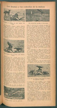 Los dramas y las comedias de la maleza