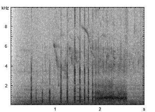 Haushuhn | Gallus gallus f. domestica - Ruf