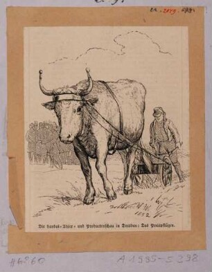 Preispflügen mit großem Ochsen auf der Landwirtschaftsschau vom 25. bis 27. Mai 1852 auf dem Gelände der Vogelwiese in Dresden
