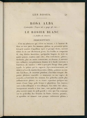 47-48, Rosa Alba (Cymboefolia.) Le Rosier Blanc (à feuilles de chanvre.)