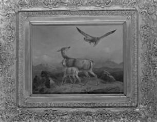 Reh mit Kitz, von Raubvogel angegriffen