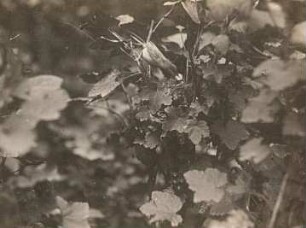 Klappergrasmücke (Sylvia curruca L.), auch Zaungrasmücke genannt. Weibchen, den Kot der Jungen entfernend