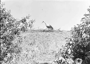 Plovdiv: Storch auf Strohdach, groß