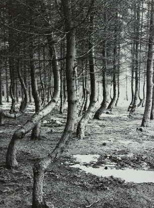 Glashütte, "Hexenwald" an der Straße nach Luchau. Fichtenbestand mit Randbruchschäden durch Schnee und Eis
