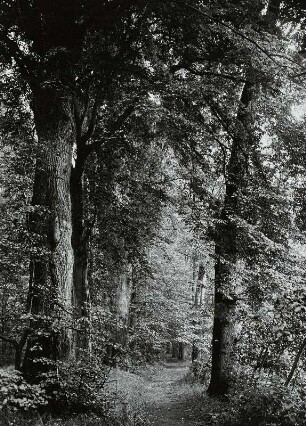 Graupzig, Rittergut, Teichpark, Weg mit mächtigen Eichen