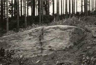 Obere Kreide, Cenoman. Grobkörniger Sandstein mit Kreuzschichtung, südlich von Reinhardtsgrimma/Erzgebirge