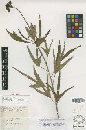 Jatropha hastata Jacq.