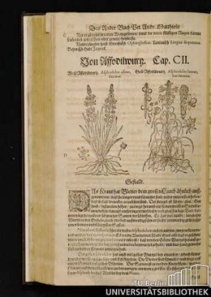 Cap. CII. Von Affodilwurz.