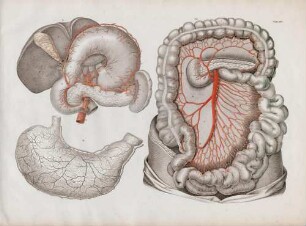 Arterien des Magens, Zwölffingerdarms, der Bauchspeicheldrüse und der Milz