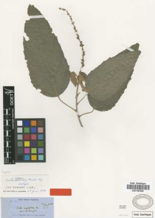 Croton cubanus Müll.Arg. [isotype]