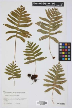Polypodium macaronesicum Bobrov