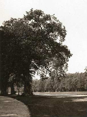 München. Schloß Nymphenburg. Park, alte Linden