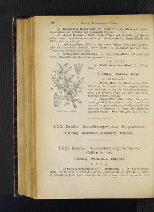 3. Gattung. Buxbaum. Buxus.