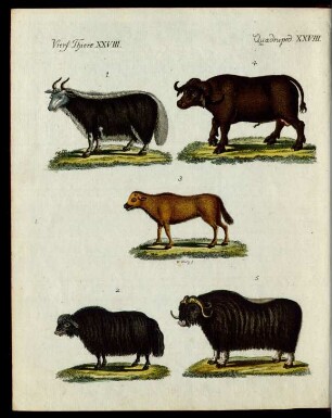 Ochsen verschiedener Art.
