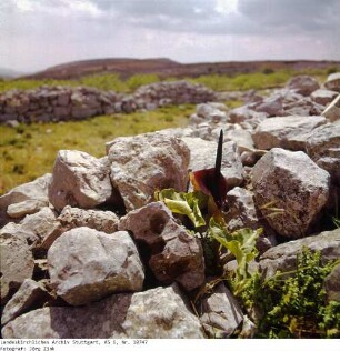 Israel: Bethel