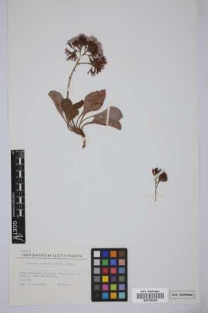 Limonium fruticans (Webb ex Boiss.) Kuntze