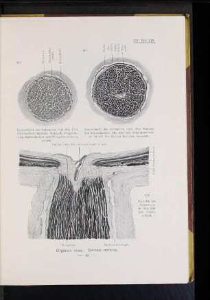 Organon visus. Nervus opticus.