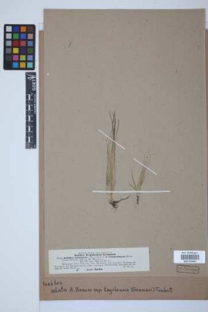 Isoetes velata tegulensis (Genn.) Trabut