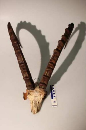 Capra ibex nubiana