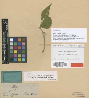 Ficus aspera G.Forst. [type]