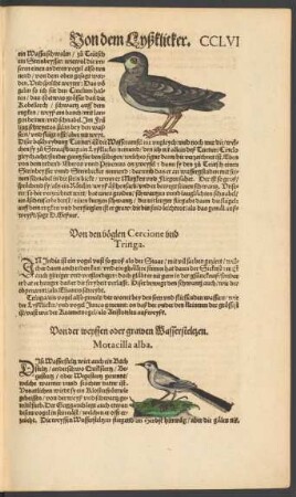 Von den vöglen Cercione und Tringa.