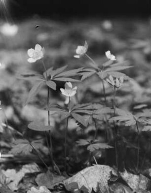 Buschwindröschen : Blühendes gelbes Buschwindröschen (Anemone nemorosa Linnaeus).