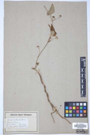 Cynanchium