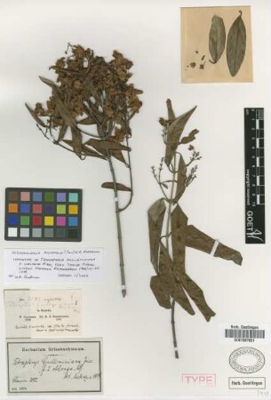Tetrapterys guilleminiana A.Juss. f. oblonga Nied.