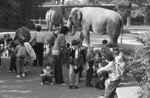 Elefanten im Karlsruher Zoo