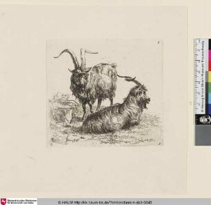 [Ein stehender und ein liegender Steinbock; The so-called Man's Book, 7; Une chèvre couchée, vue de profile [...] une autre chèvre qui est vue de face, est debout]
