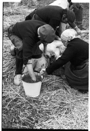 Ausbluten des Schweins