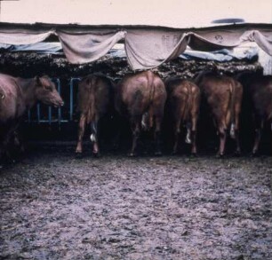 Selbstfütterung im Flachsilo