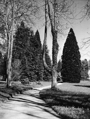 Konstanz-Litzelstetten. Insel Mainau. Schloßpark. Weg