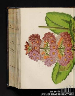Primula Japonica