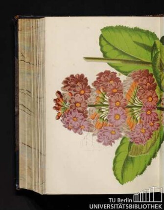 Primula Japonica