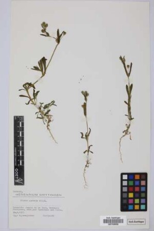Silene apetala apetala Willd.