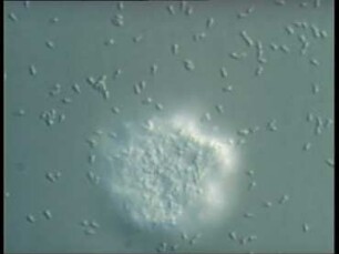 Mycoplasma mobile - Morphology, Multiplication and Gliding Motility