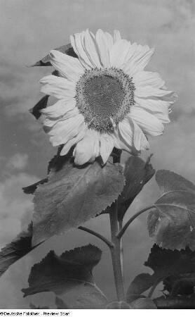 Sonnenblume (mit Blitz fotografiert)