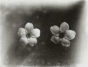 Blütenstand der Pflanze Vergißmeinnicht (Myosotis)